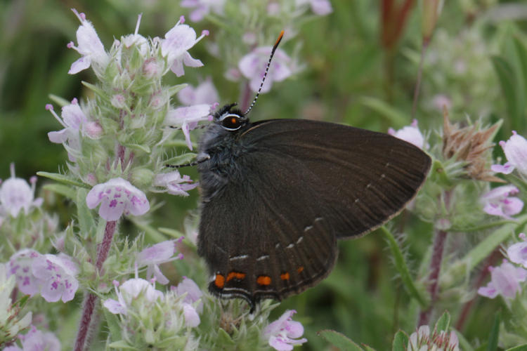 Satyrium ilicis: Bild 30