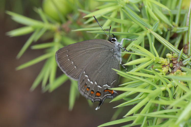 Satyrium ilicis: Bild 31