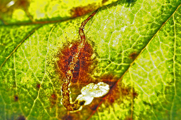 Stigmella oxyacanthella: Bild 2