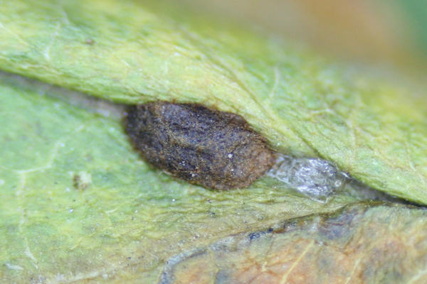 Stigmella oxyacanthella: Bild 1