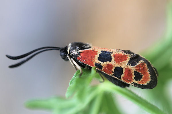 Zygaena hilaris: Bild 1