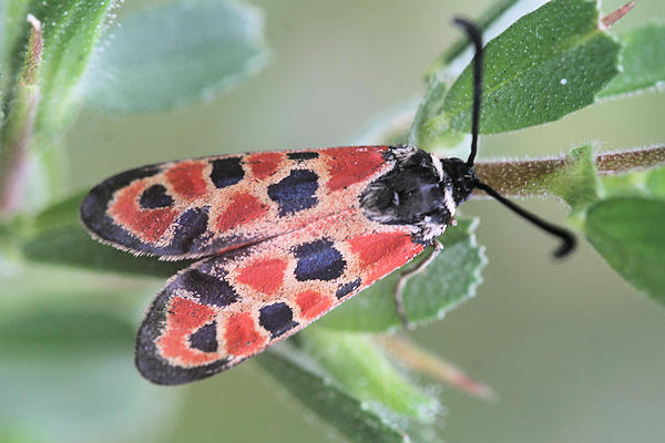 Zygaena hilaris: Bild 2