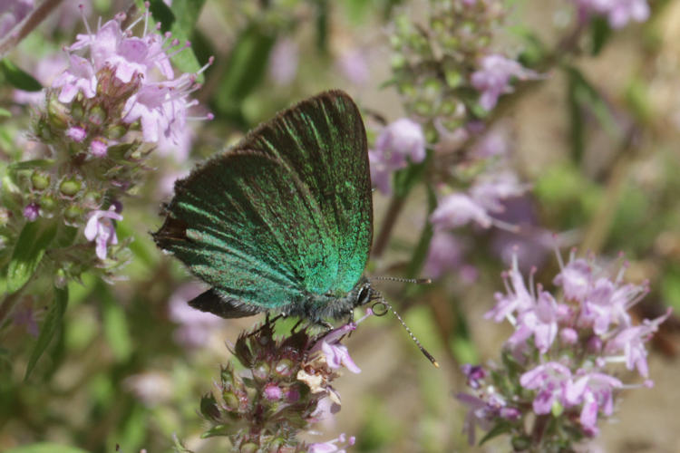 Callophrys rubi: Bild 19