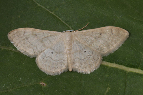 Idaea deversaria: Bild 7