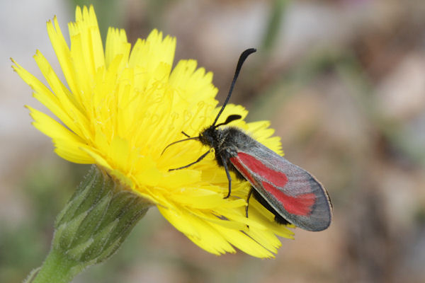 Zygaena purpuralis / minos: Bild 10