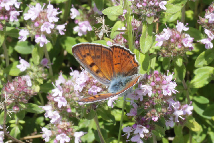 Lycaena hippothoe euridice: Bild 17