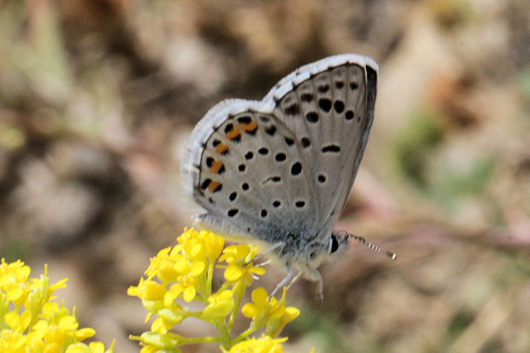 Pseudophilotes vicrama schiffermuelleri: Bild 27