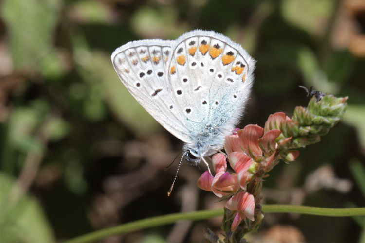 Polyommatus icarus: Bild 54