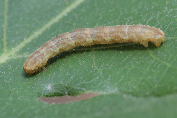 Eupithecia dodoneata: Bild 69