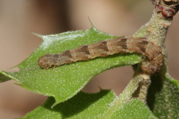 Eupithecia dodoneata: Bild 73