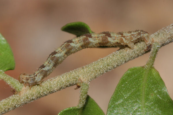 Eupithecia dodoneata: Bild 78