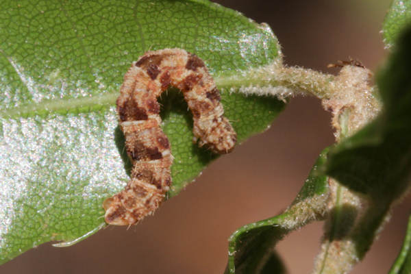 Eupithecia dodoneata: Bild 80