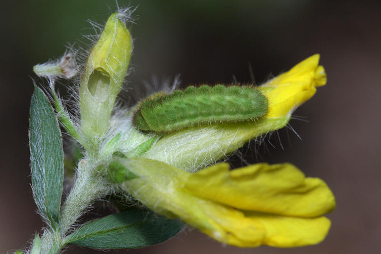 Callophrys rubi: Bild 1