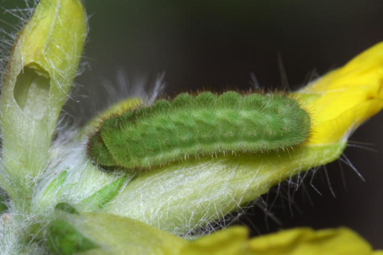 Callophrys rubi: Bild 2