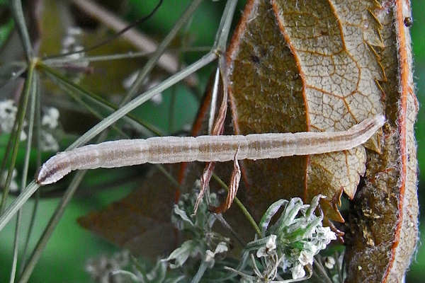 Eupithecia orphnata: Bild 1