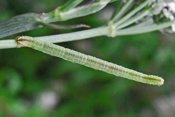 Eupithecia orphnata: Bild 2