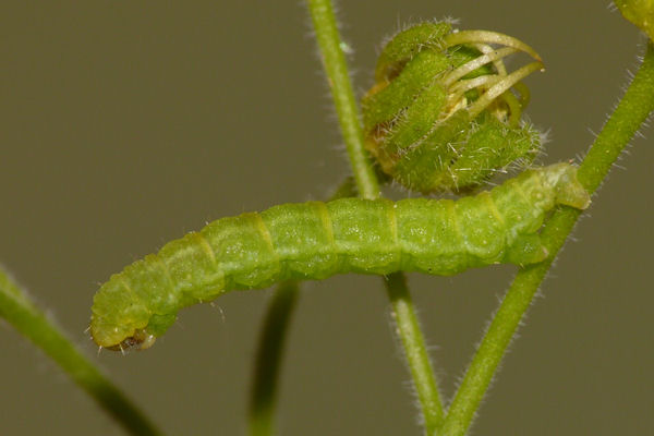 Eupithecia inturbata: Bild 7