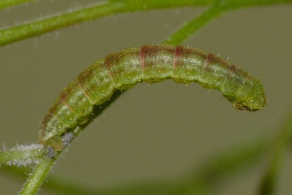 Eupithecia inturbata: Bild 8