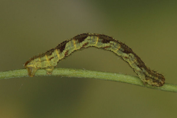 Eupithecia satyrata: Bild 94