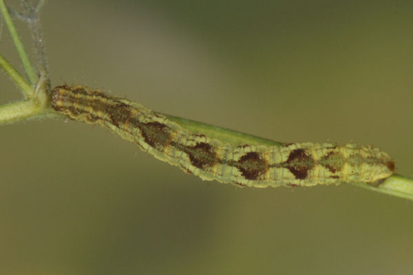 Eupithecia satyrata: Bild 107