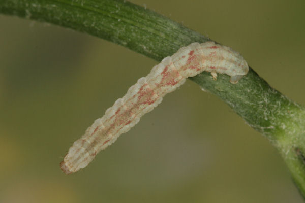 Eupithecia satyrata: Bild 120