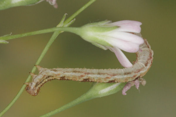 Eupithecia satyrata: Bild 122