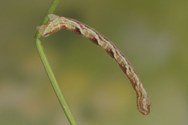 Eupithecia satyrata: Bild 123