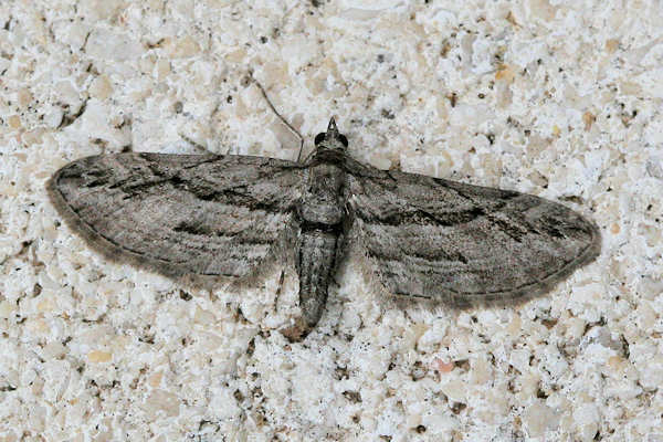 Eupithecia phoeniceata: Bild 1