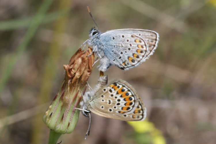 Plebejus argus: Bild 54