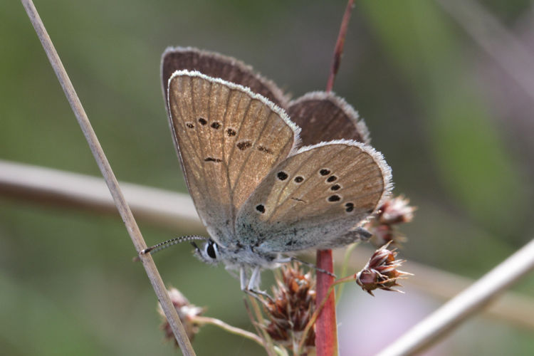 Cyaniris semiargus: Bild 24