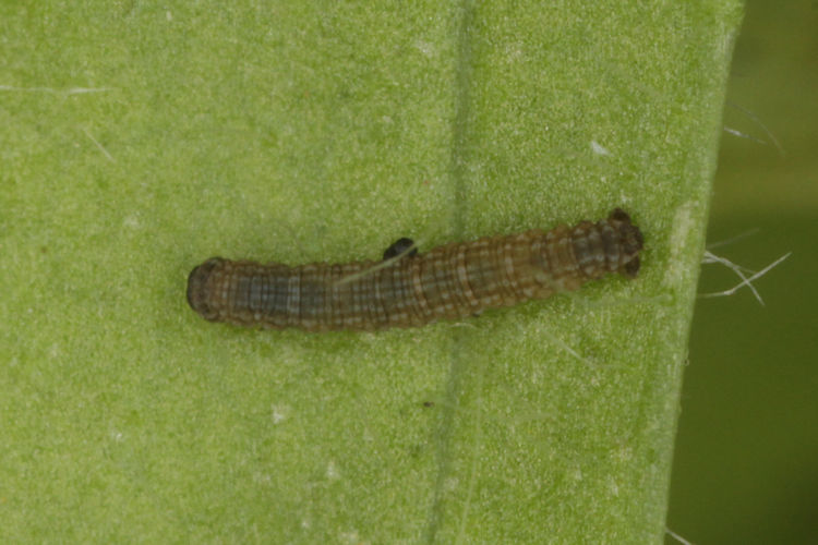 Sciadia caelibaria spurcaria: Bild 5