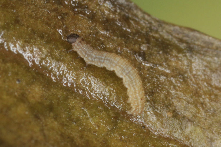 Sciadia caelibaria spurcaria: Bild 8