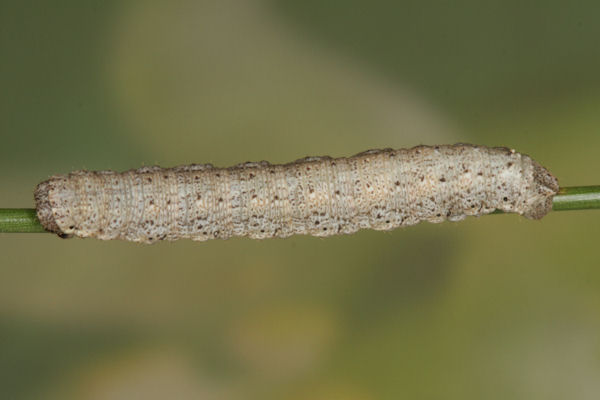 Elophos unicoloraria: Bild 1