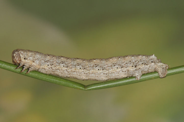 Elophos unicoloraria: Bild 2