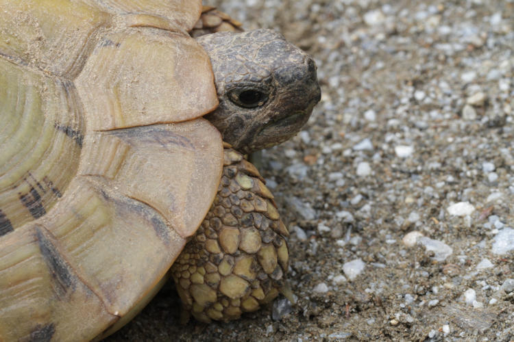 Testudo hermanni boettgeri: Bild 8