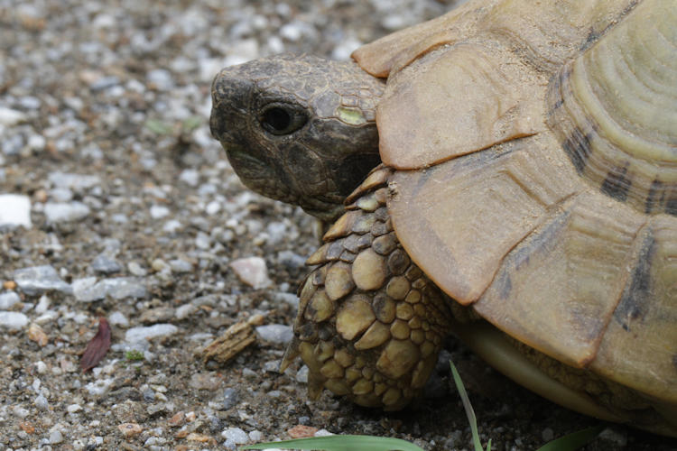 Testudo hermanni boettgeri: Bild 9