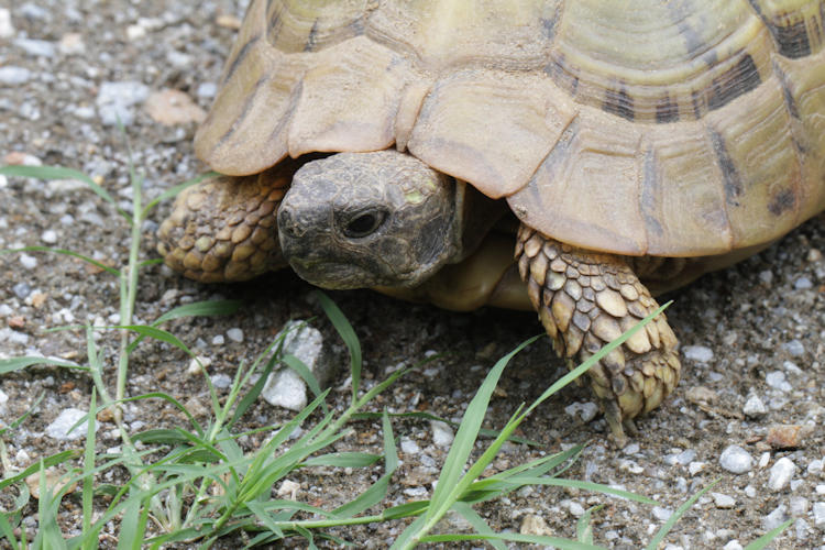 Testudo hermanni boettgeri: Bild 10