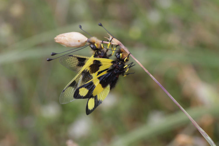 Libelloides macaronius: Bild 3