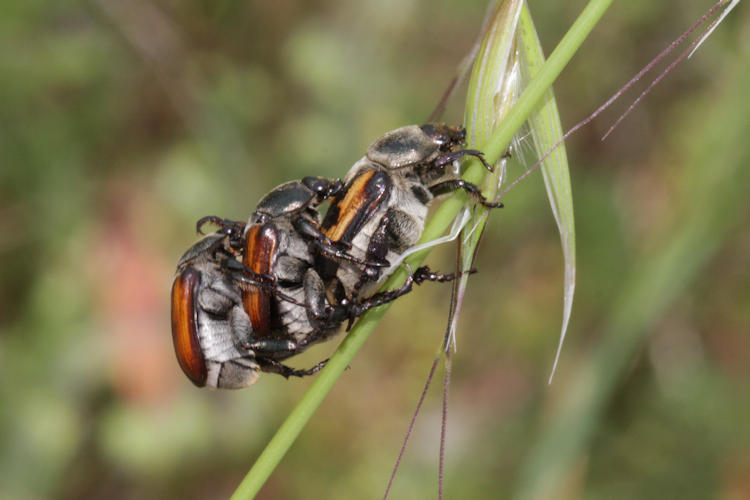 Anisoplia sp.: Bild 1