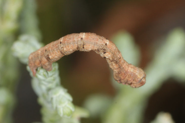 Peribatodes perversaria: Bild 13