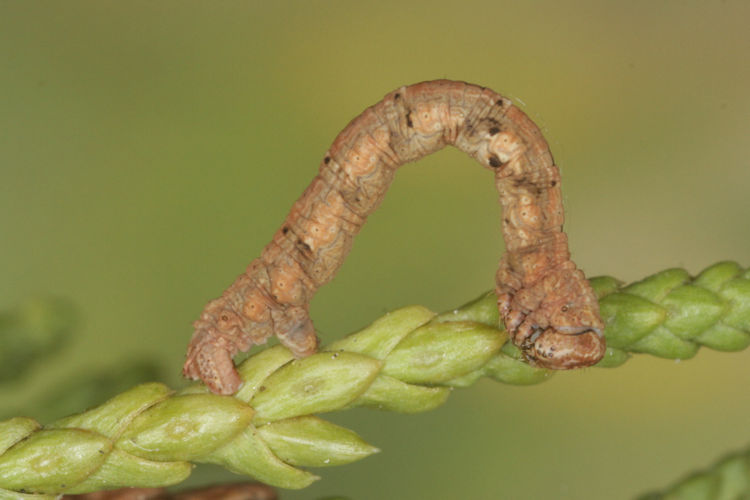 Peribatodes perversaria: Bild 10