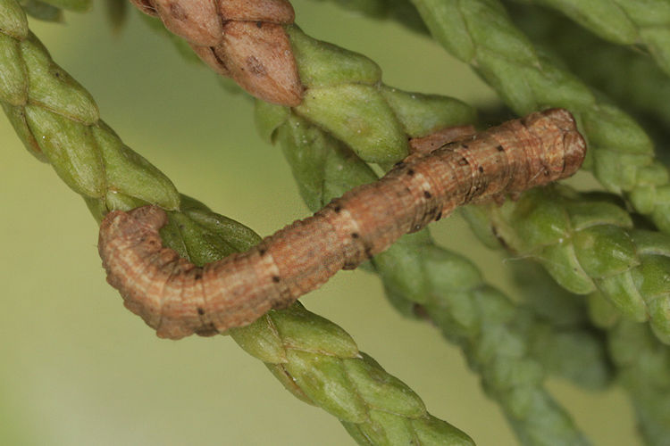 Peribatodes perversaria: Bild 11
