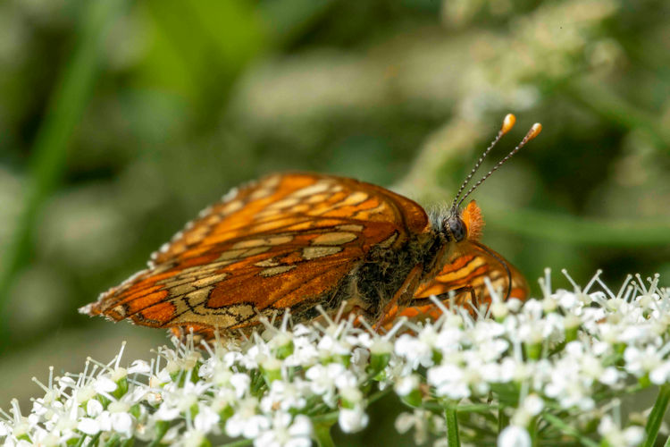 Afriberina tenietaria: Bild 2