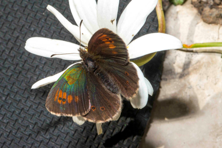 Erebia calcarius: Bild 1
