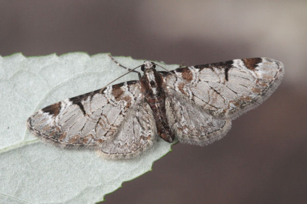 Eupithecia insigniata: Bild 32