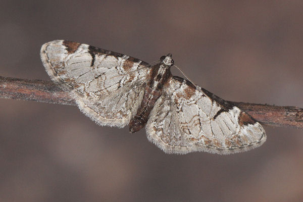 Eupithecia insigniata: Bild 34