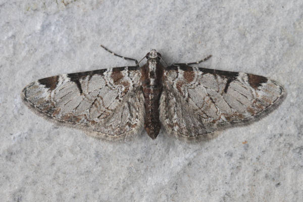 Eupithecia insigniata: Bild 37