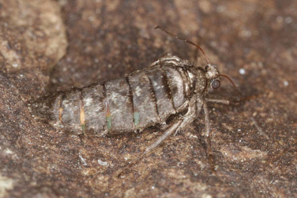 Alsophila aescularia: Bild 24