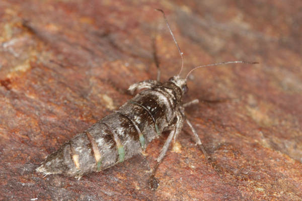 Alsophila aescularia: Bild 25