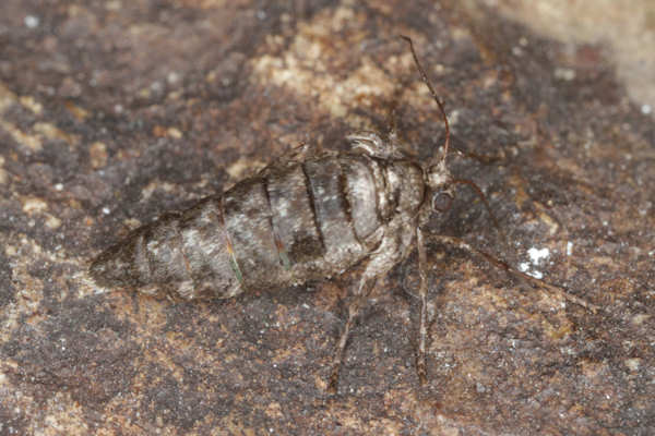 Alsophila aescularia: Bild 30